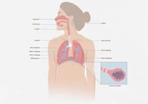 a diagram of a woman's body